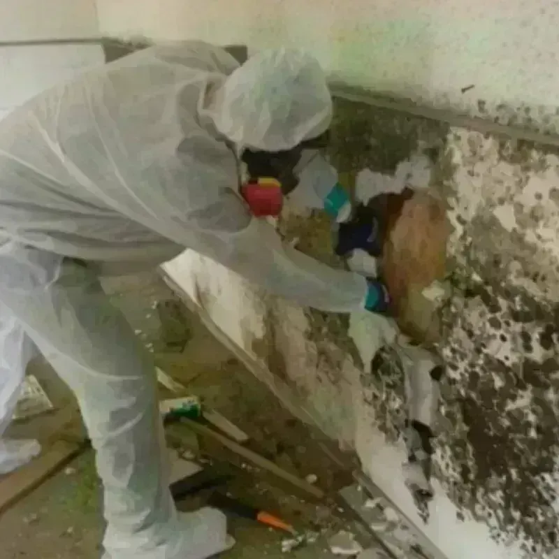 Mold Remediation and Removal in Luna Pier, MI